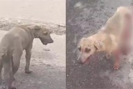 “Hoy fue una perrita, mañana puede ser un niño": Denuncian brutal ataque y maltrato animal en Hecelchakán