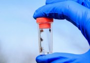 Illinois Confirms First Case of Rare Tick