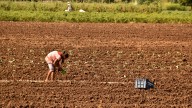 Agricultores de NC comienzan a recibir pagos por pérdidas de cosechas