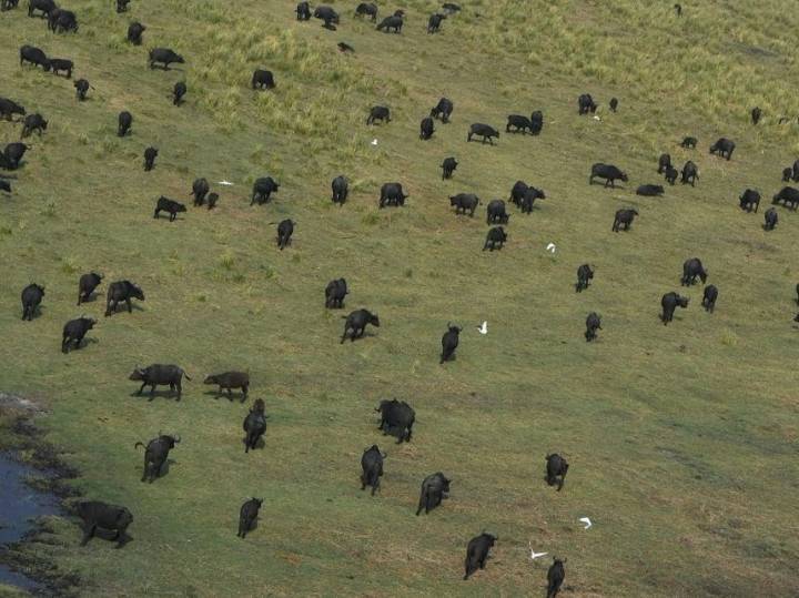 Nearly 100 buffaloes die in Namibia stampede