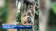 Elmwood Park Zoo in Norristown, Pennsylvania, introduces baby sloth named 'Beanie's Baby'