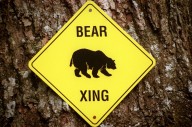 No one injured in Balt. Co. bear citing