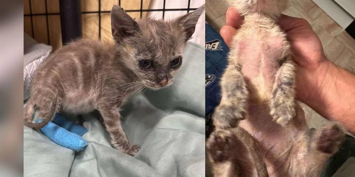 Kitten recovering after reportedly being found burned near TVA tower implosion site