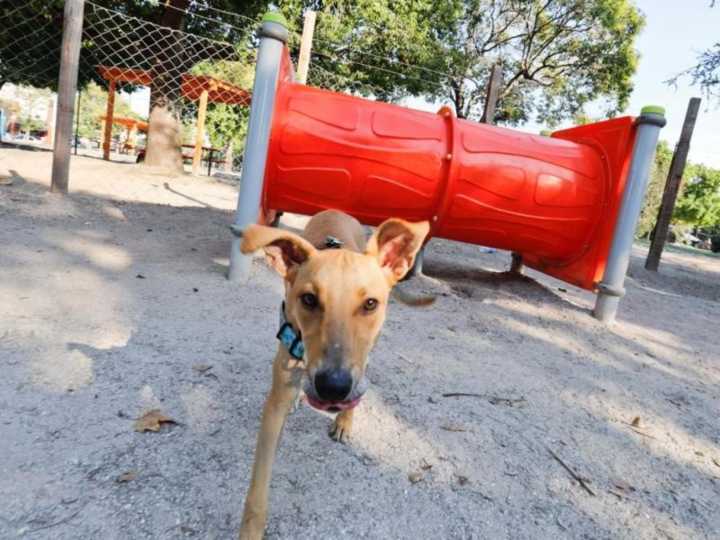 Perros, niños y la pelea inexistente