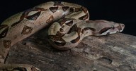 Pet python suffocated girl, 2, and tried to eat her as she slept in her cot