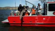 California working to count white sturgeon
