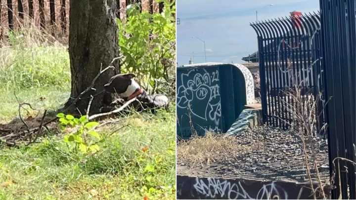 Pennsylvania Woman Risks Her Life To Rescue Dog From Oncoming Train