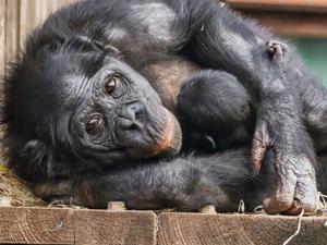 Birth of bonobo baby gives hope for world’s most endangered ape