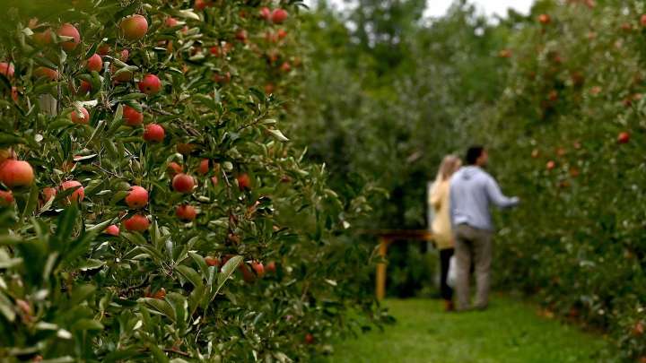 Pick apples at these 10 Massachusetts orchards this fall