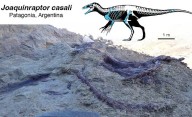 Hallan a un gran dinosaurio en Chubut