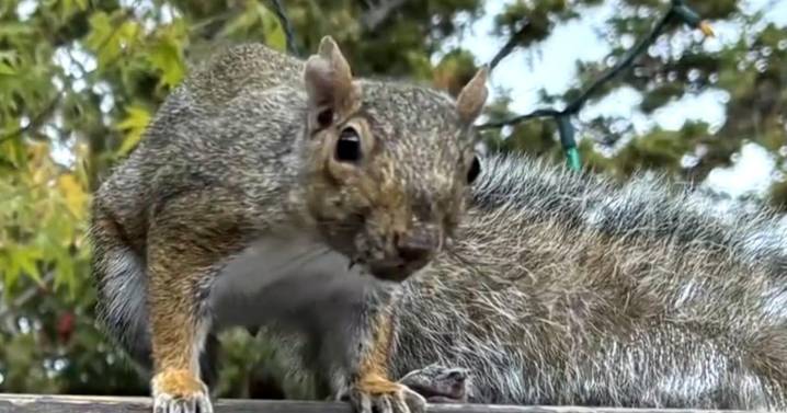 Aggessive squirrel in Lucas Valley neighborhood near San Rafael biting, menacing residents