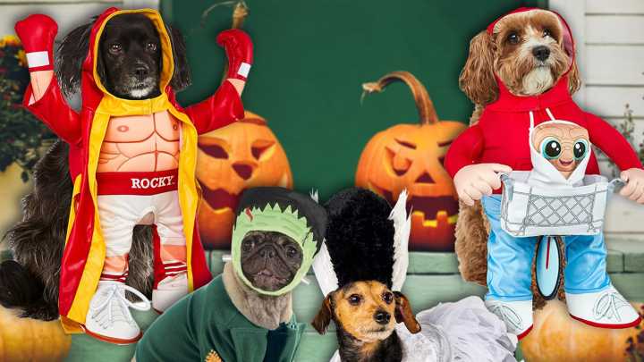 The Best Halloween Costumes for Pets In 2025