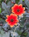 Flowers still bloom