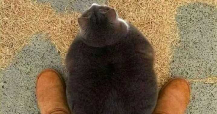 50 Hilariously Chaotic Cats Who Look Like They Were Programmed Wrong