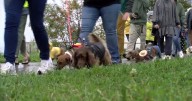 Hundreds gather in Belfast for 21st annual Maine Wienerfest