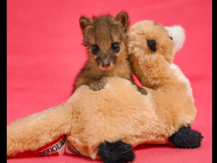 Female Spotted Fanaloka Pup Born at Nashville Zoo