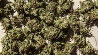 Man charged over $1 million dollars worth of cannabis plants seized at his Condell Park property