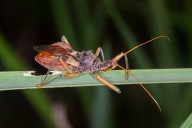 'Kissing Bug' Disease Spreading in U.S., CDC Report Says