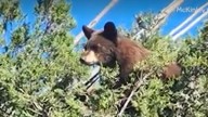 Bear cub climbs juniper tree in McKinley County