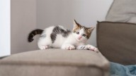 ¿Cómo evitar que tu gato arañe los muebles?