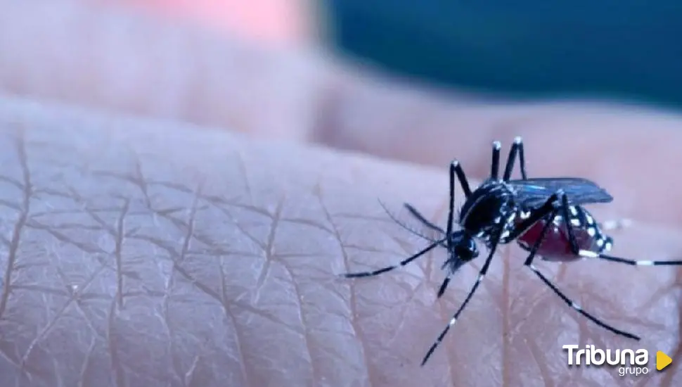 El mosquito tigre se expande: dos de cada tres españoles ya viven expuestos a su picadura