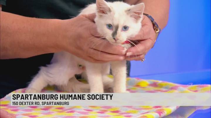 Pet of the Week: Cinnamon