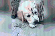 Owner Asks Golden Puppy to Admit What She Did—Laughter at Her Response