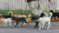 Bienestar Animal en desacuerdo con construcción de clínicas por ayuntamientos