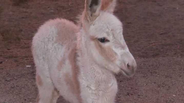 El nacimiento de la burrita Lolita devuelve la alegría a Valdemorillo un año después del asesinato de Lolo
