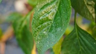 The Best Way To Get Rid Of Whiteflies On Indoor Houseplants