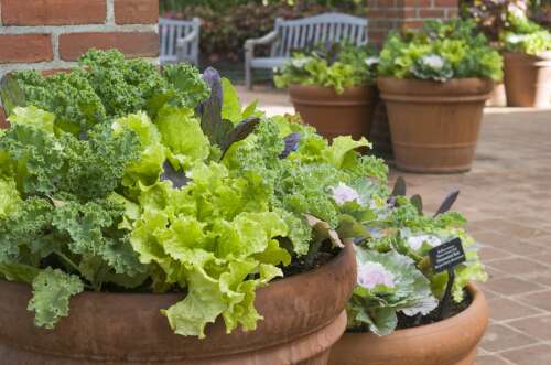 It’s a good time to plant greens