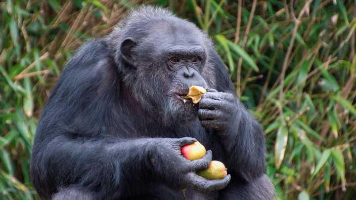 'Significant' amount of alcohol wild chimps drink every day revealed in major study