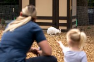 City Park neighborhood organization asks Denver Zoo to not open west entrance