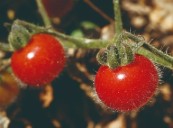 Perú amplía vigencia de requisitos fitosanitarios para importación de semillas de tomate