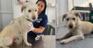La historia de Copito, el perrito que encontró esperanza gracias a la unión de una ciudad