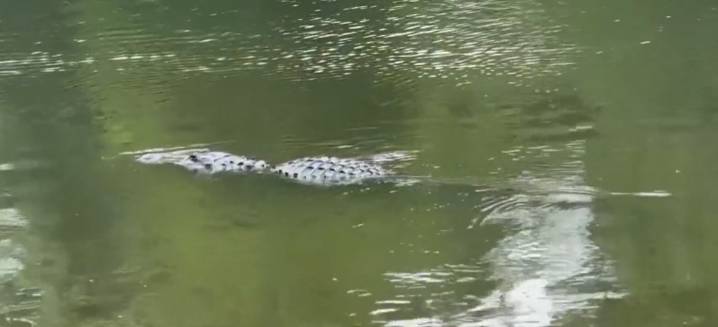 Gator poaching ring busted in Central Florida after photos shared to Snapchat