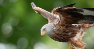 Bird of prey 'killed by rat poison' near Scots village as cops launch probe
