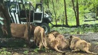 Un cuidador de zoológico ignora las reglas y es devorado por una manada de leones (+Detalles)