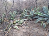 Nueva ola de saqueos de agave en la Reserva de la Biósfera Tehuacán