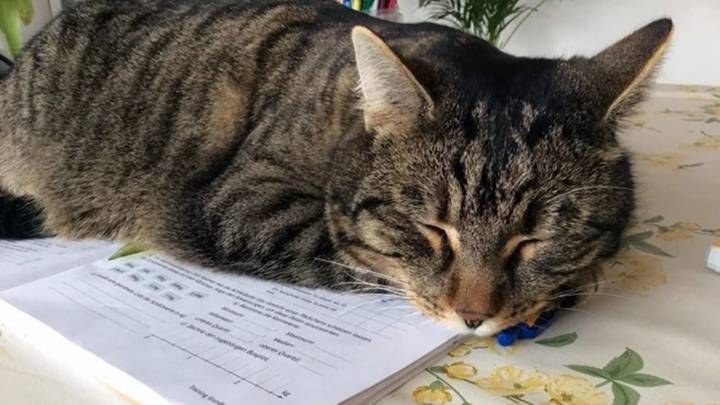 ¿Por qué tu gato siempre se acuesta sobre tus cosas? La explicación