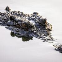 Australian authorities investigate influencer over croc wrestling