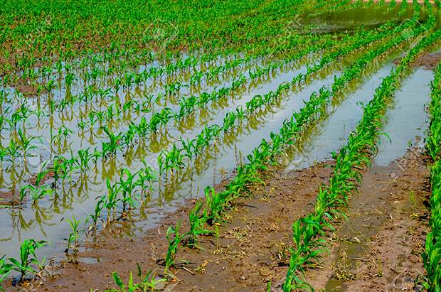 Fedeagro alerta que las lluvias afectaron el ritmo de la siembra de maíz
