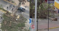 Caídas de árboles y cortes de luz: los efectos de las precipitaciones en el país