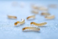 New World Screwworm Parasite Detected in Northern Mexico Near U.S. Border