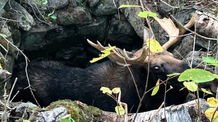 Maine wardens rescue moose trapped for hours in abandoned well