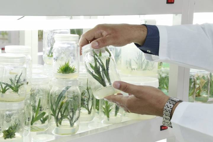 Forma la UAA a profesionistas en Biotecnología