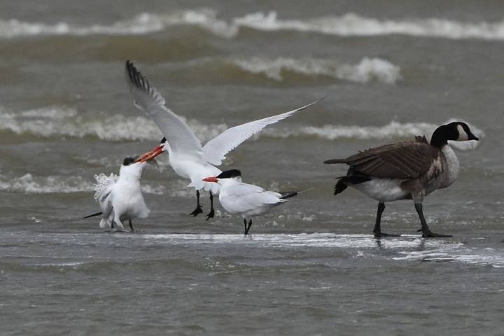 Westman Naturalists flock to Whitewater Lake for Fall migration watch