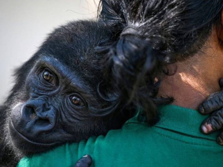 Baby gorilla to return to Nigeria after Istanbul airport rescue