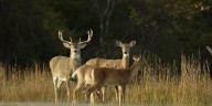 Hemorrhagic disease in white-tailed deer confirmed in 8 Tennessee counties, per Tennessee Wildlife Resource Agency