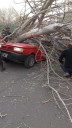 Las versiones cruzadas entre Maipú y Vialidad por el árbol que mató a una mujer